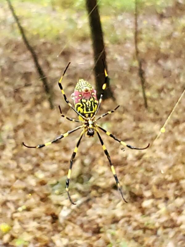 Joro Spiders In Georgia