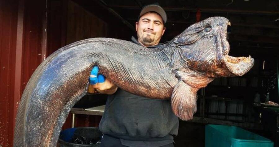 33 Scary Animals And Creepy Creatures You Won't Believe Are Real