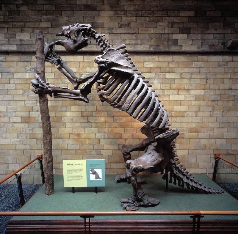 Megatherium Prehistoric Animal