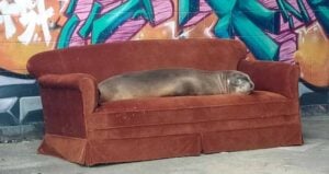 Sea Lions New Zealand