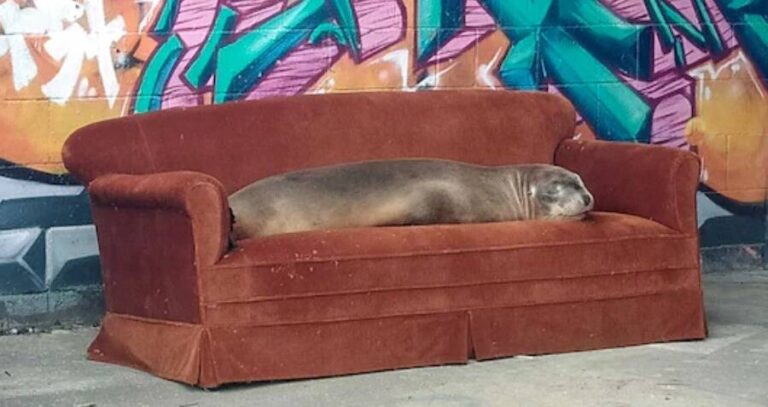 Sea Lions New Zealand