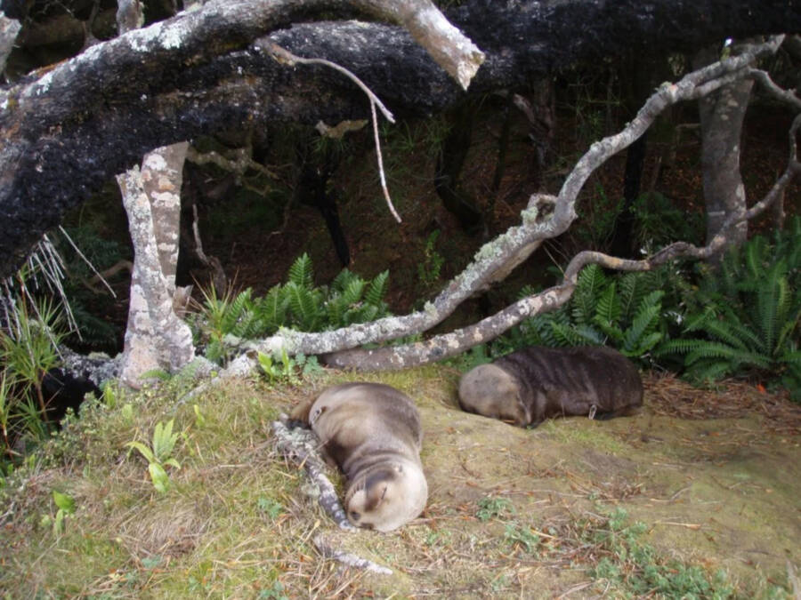 Sleeping Sea Lions In New Zealand