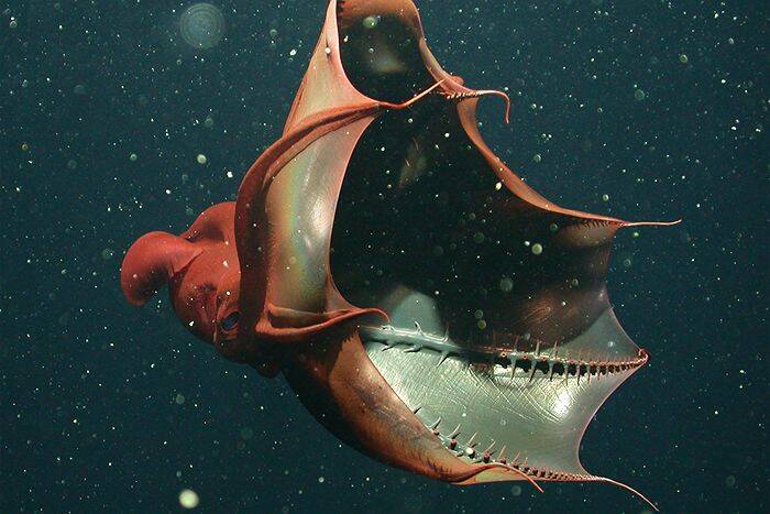 Vampire Squid Swimming