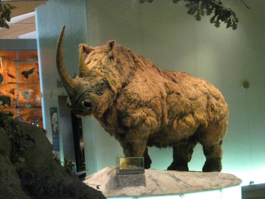 Prehistoric Animal Woolly Rhino