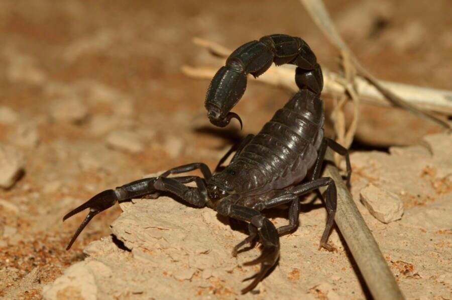 Arabian Fat Tailed Scorpion And Beige Background
