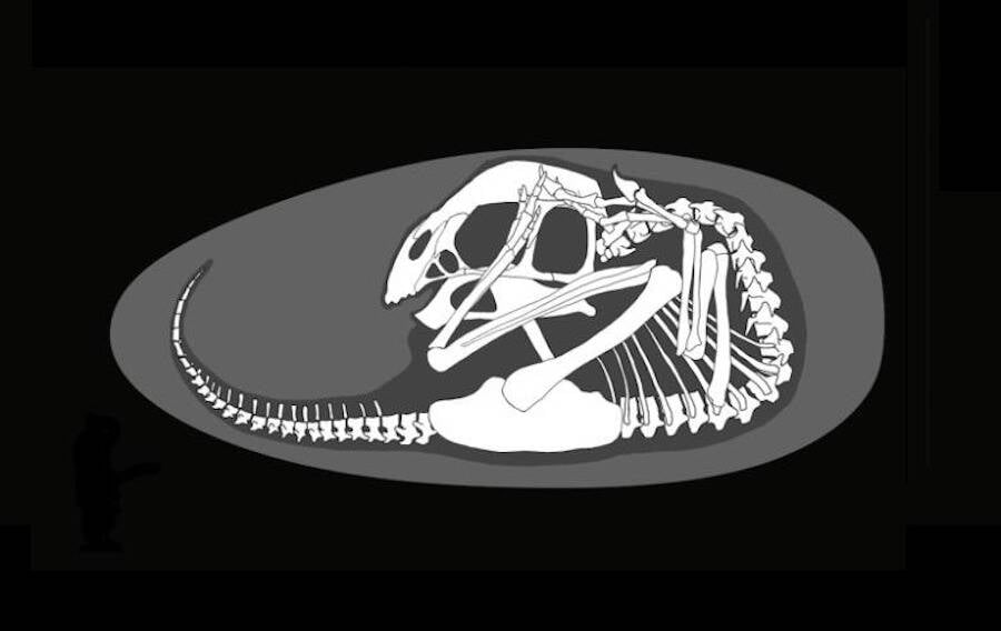 Bones Of Baby Dinosaur Fossil