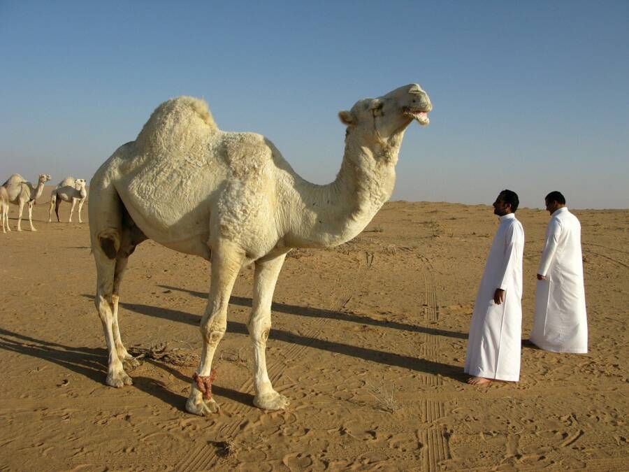 Camel Saudi Arabia