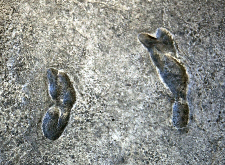 Cast Of Laetoli Footprints