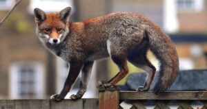 Croydon Cat Killer Fox
