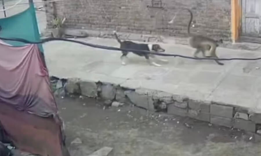 Dog And Monkey Confrontation