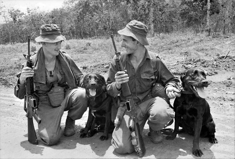 Dogs In Vietnam