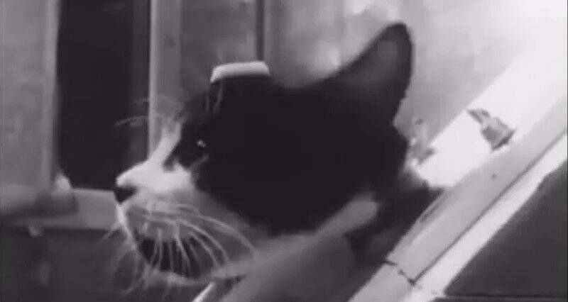 Félicette, The First Cat in Space: Her Story & Contribution to Science -  Catster