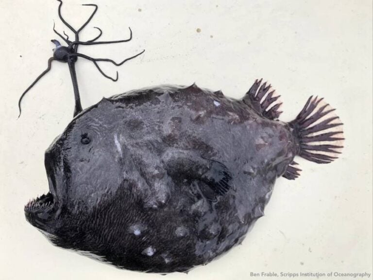 Footballfish, The Terrifying DeepSea Monsters Of The Pacific