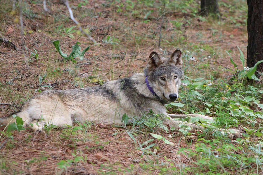 Gray Wolf Or93 Resting