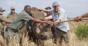 White rhino evacuation