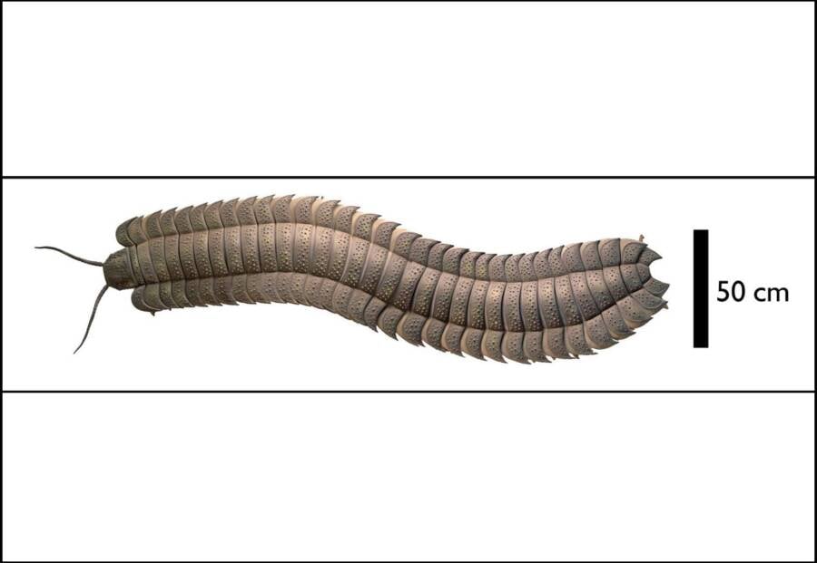 Illustration Of Giant Millipede