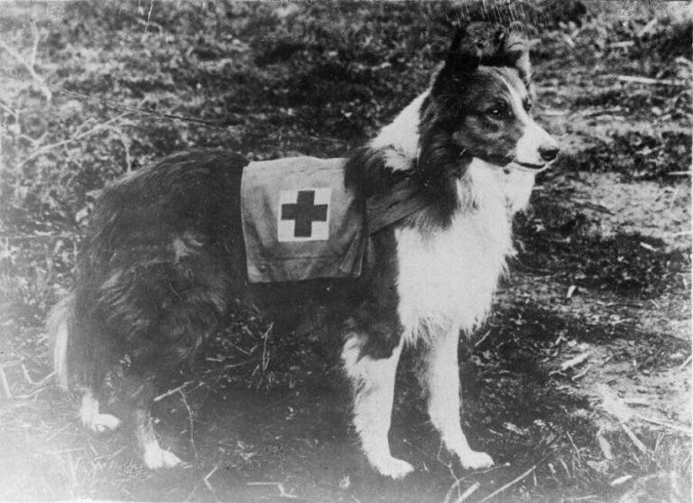 The Inspiring Story Of The Mercy Dogs Of World War I