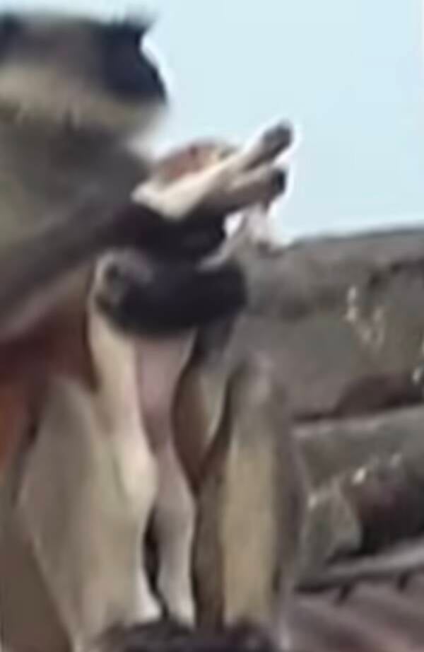Monkey Holding Kidnapped Dog