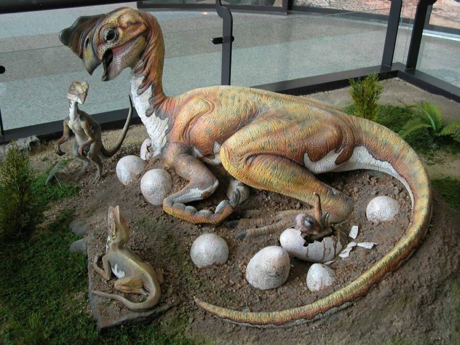 Oviraptorid Dinosaur Display
