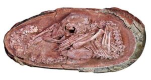 Preserved Oviraptorid Embryo