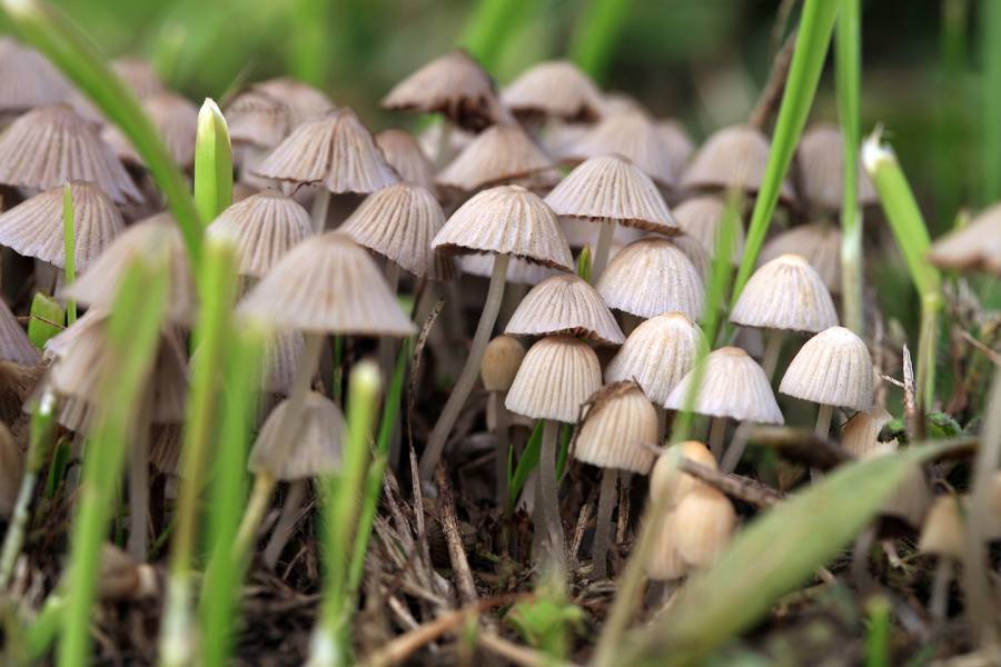 Psilocybin Mushrooms In The Wild