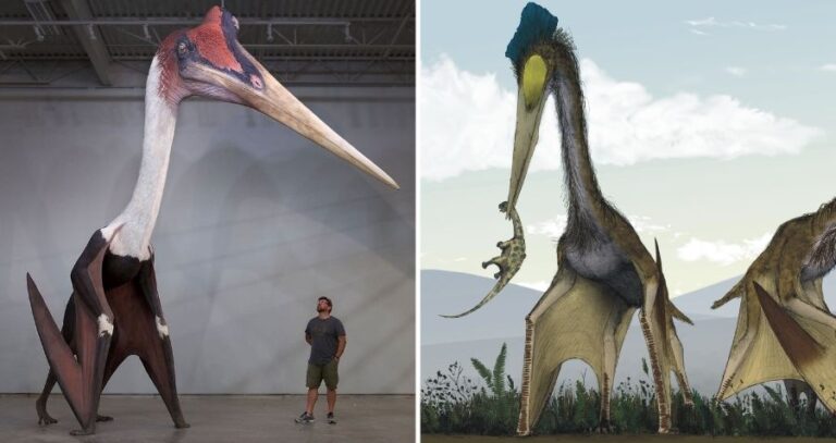 Quetzalcoatlus Model And Illustration Featured
