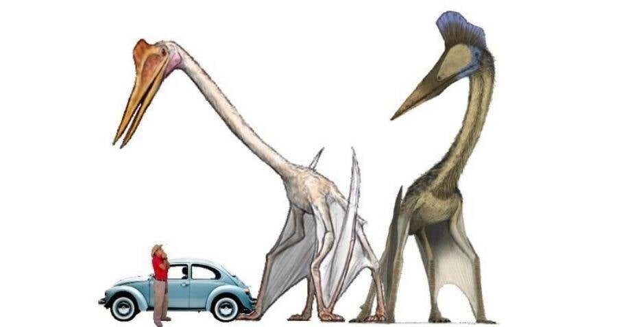 Quetzalcoatlus, The Largest Flying Dinosaur To Ever Live