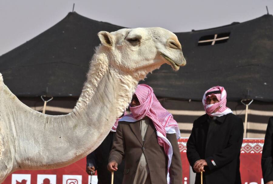 Saudi Arabia Camel Competition