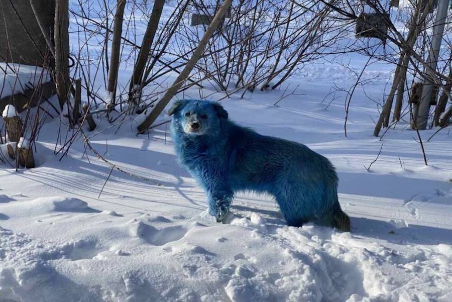 Single Blue Dog In Russia
