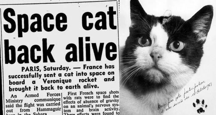 Félicette, The First Cat in Space: Her Story & Contribution to Science -  Catster