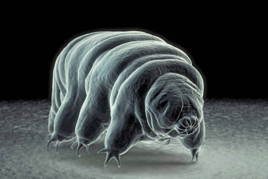 Why The Tardigrade Is Earth's Most Indestructible Animal