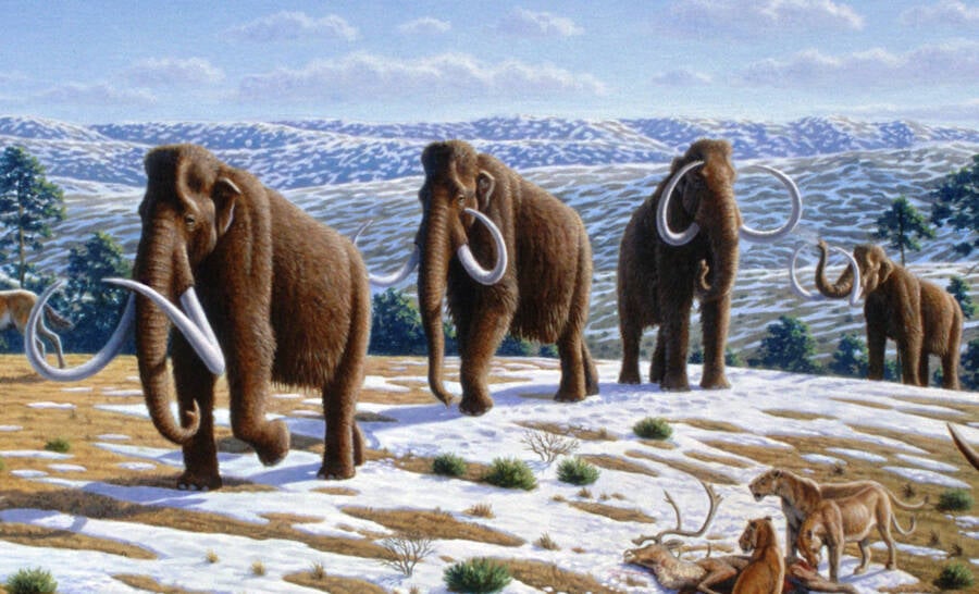 When Did The Woolly Mammoth Go Extinct