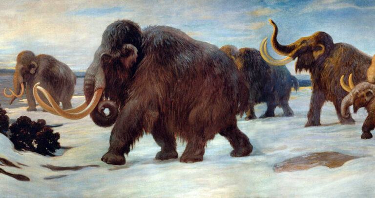 Wooly Mammoth Herd