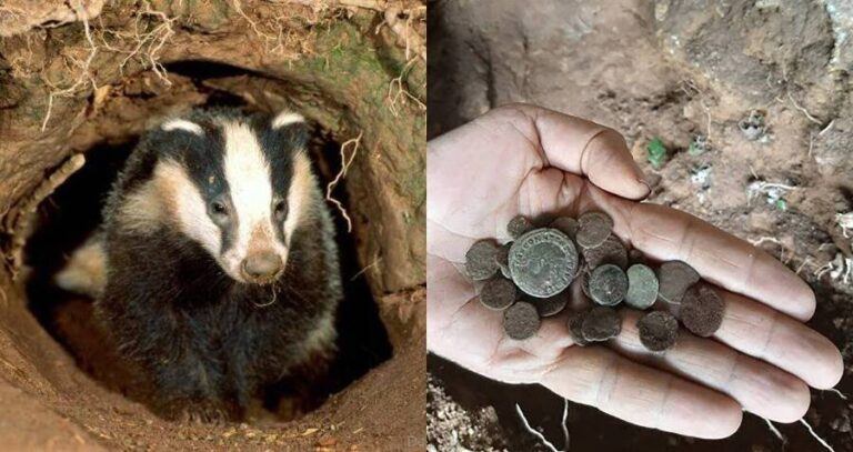 Badger Unearths Roman Coins