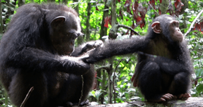 Scientists Observe Chimps Treating Wounds With Bugs For The First Time