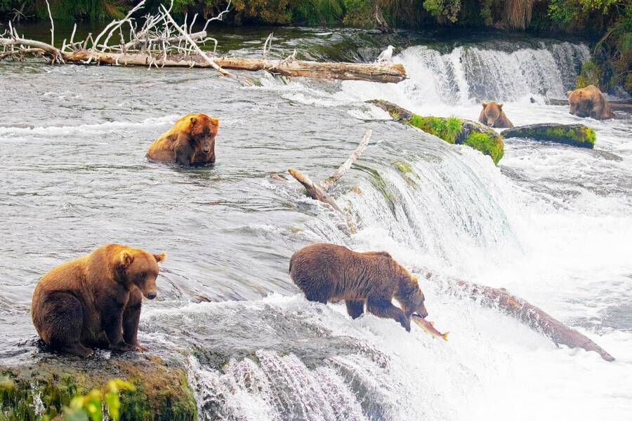 Grizzly Bears Feeding