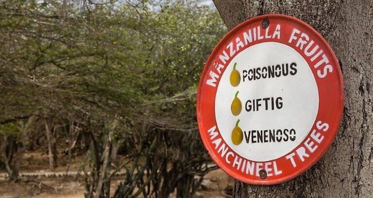 Manchineel Tree