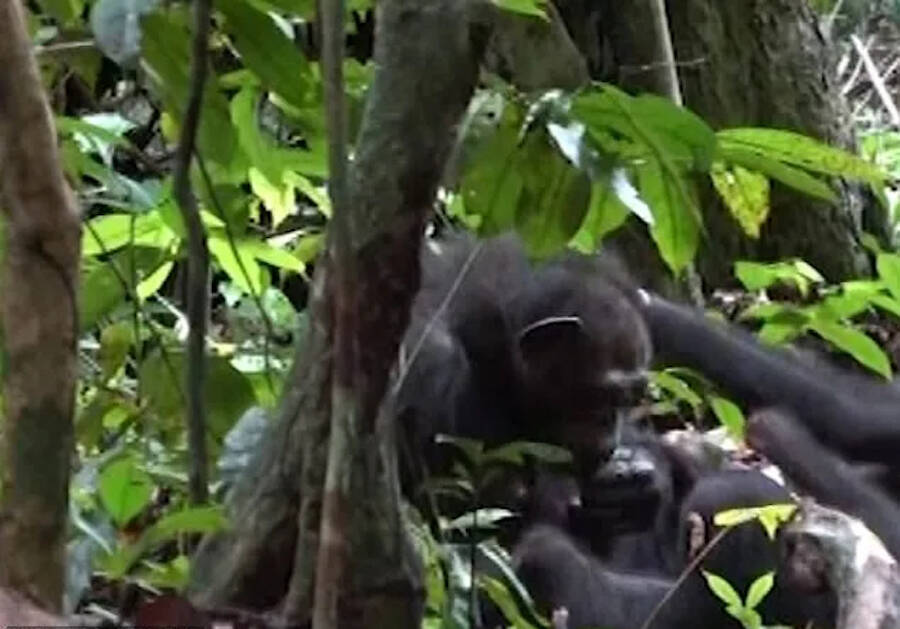 Ozouga Chimpanzee Project Footage