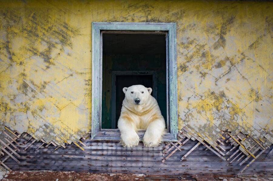 Polar Bear At A Window