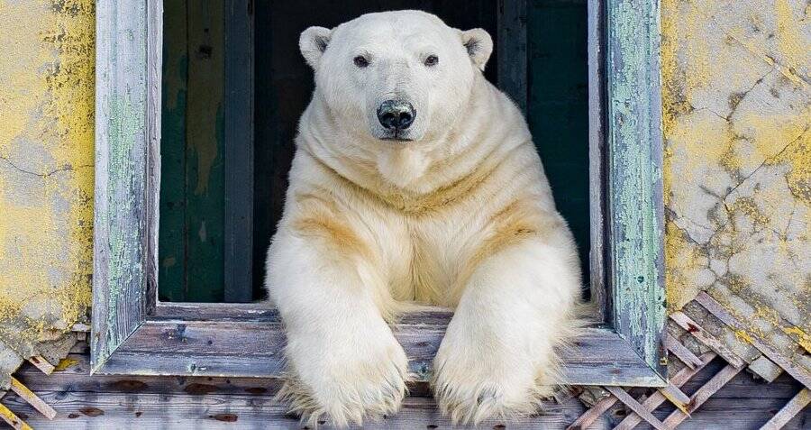 Polar Bears Have Taken Over An Abandoned Arctic Weather Station