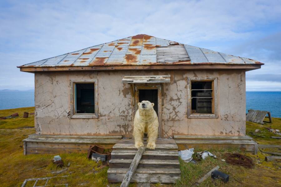 Polar Bear Outside Abandoned Building