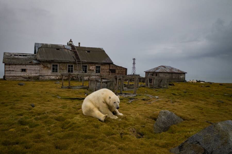 Polar Bear Sitting On Kolyuchin Island