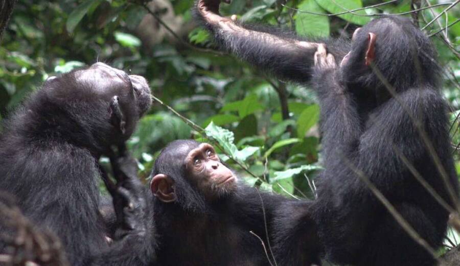 Three Chimpanzees In Forest Trees