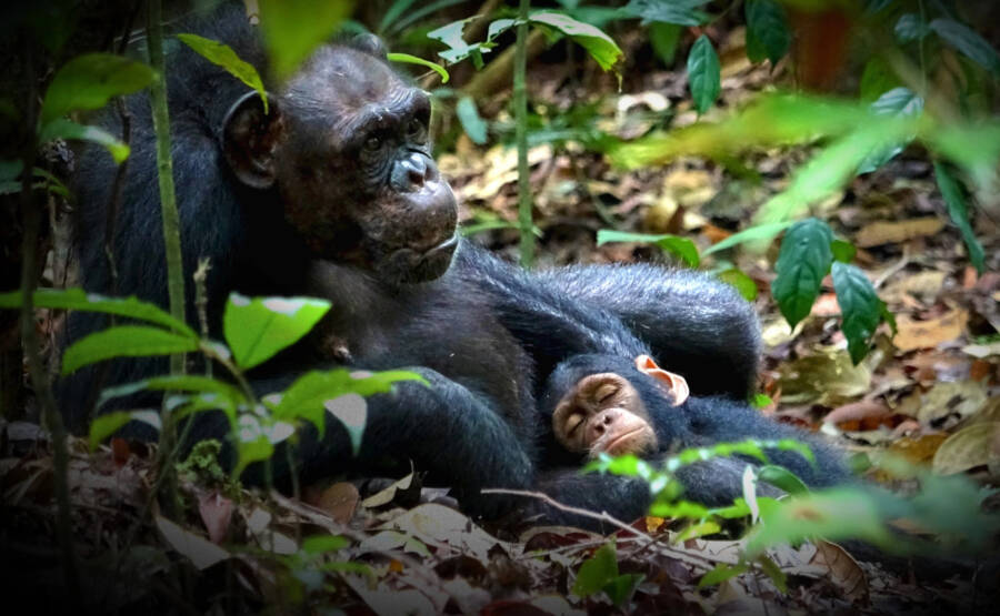 šimpanzice přiložila hmyz na ránu svého syna.