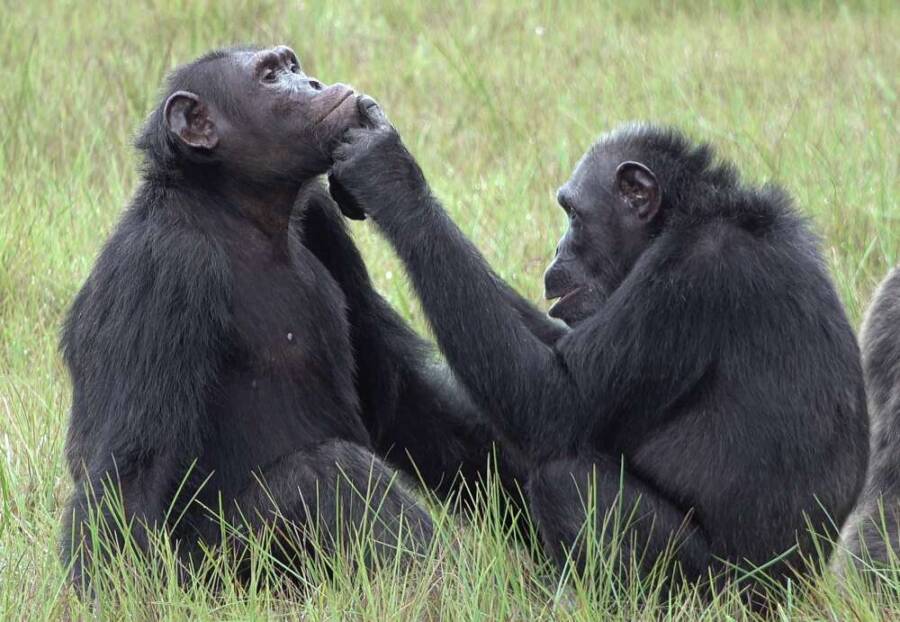 Two Chimpanzees Using Insects