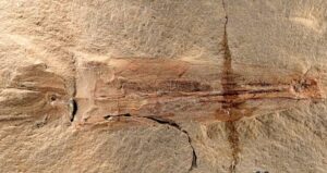 Ancient Octopus Fossil