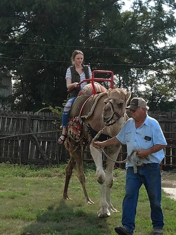 Camel Rides At Shirley Farms