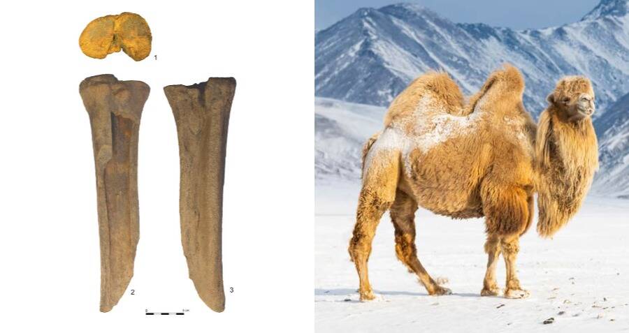 Mongolian Giant Camels May Have Lived Alongside Early Humans