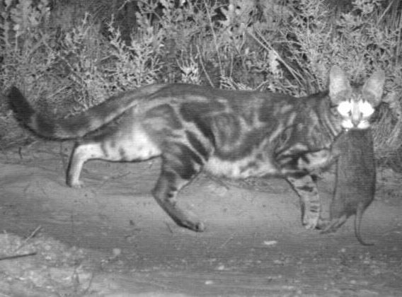 Cat hunts at night in Australia