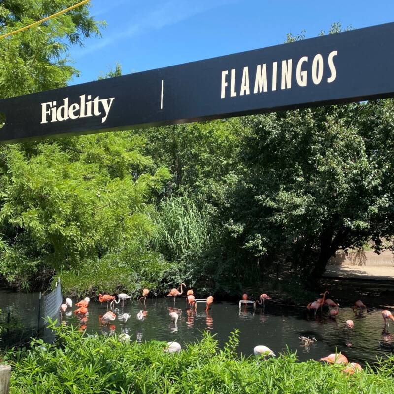 Flamingos At Sedgwick County Zoo